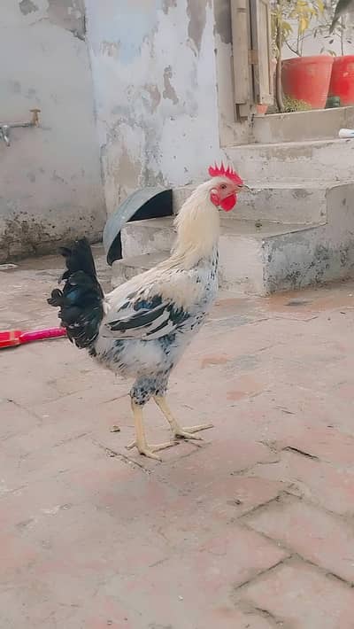 I am selling my pure daisi raoster