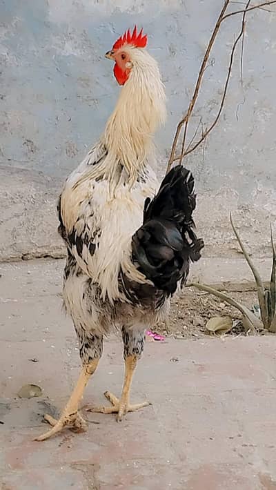 I am selling my pure daisi raoster