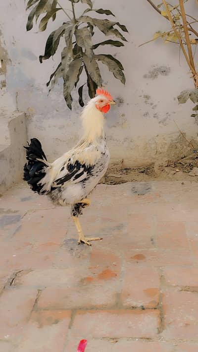 I am selling my pure daisi raoster