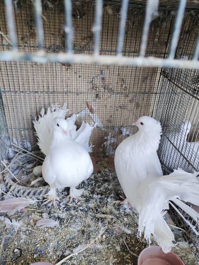 Laka breeder pair exchange possible