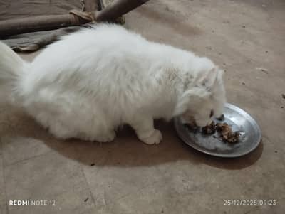 white percian cat