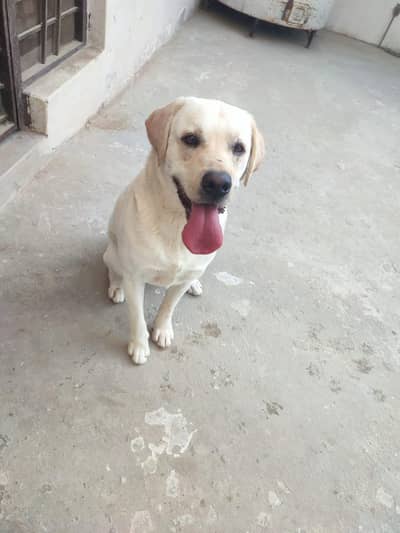 Labrador