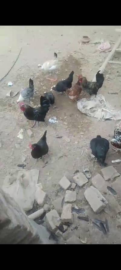 Ghar ke Pali hui murgian Hain