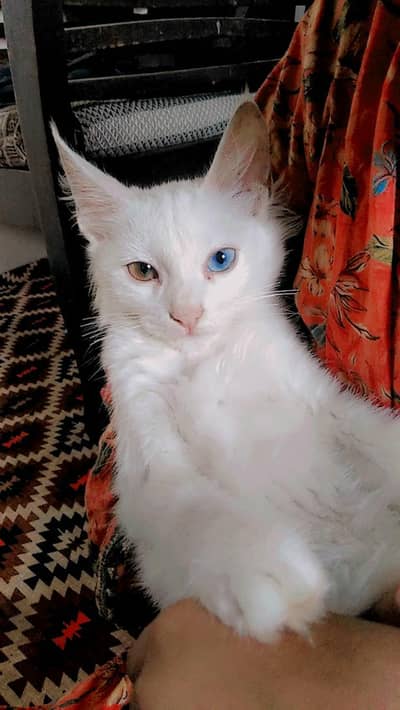 Turkish angora  bread