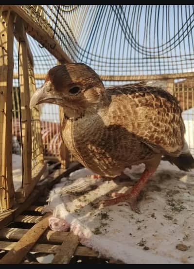 Dakhni Irani Pure Female