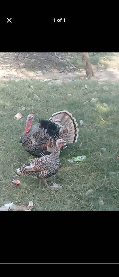 Turkey eggs available