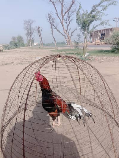 one Aseel murgha for sale