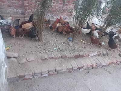 golden misri murgi egg laying