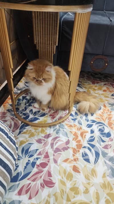 Persian Cat