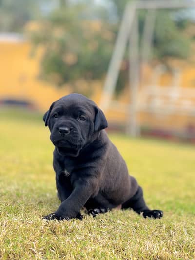 Cane corso 03234696626