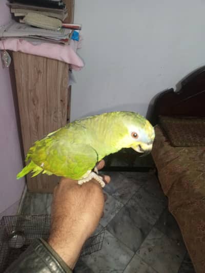 orange Wing Amazon male tame and taking on mood