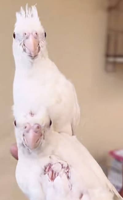 Handtamed cocktails - Handtame Cockatiels