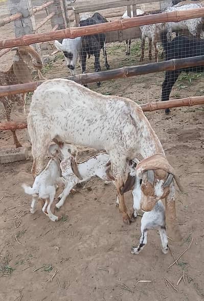 makhi chini breeder goats for sale with kids