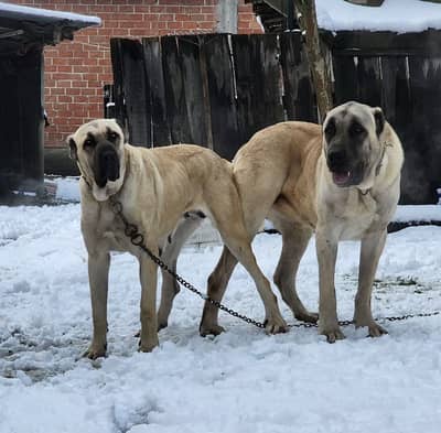 Turkish kangal 03234696626