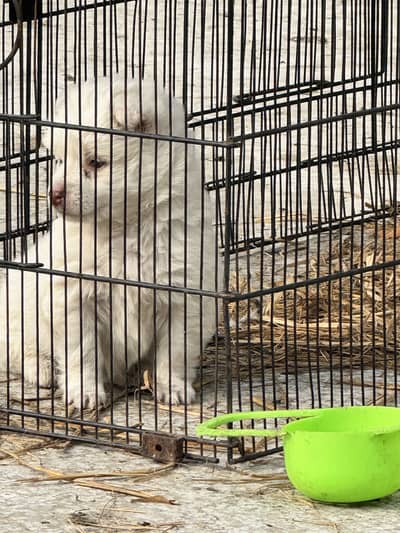 russion female 0 size