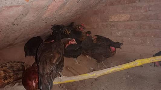 Ghar Ki pali howi hai Azad . sab eggs deti Hain . .