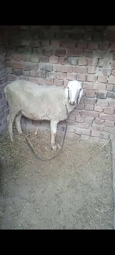 Sheep Best for Qurbani 2026