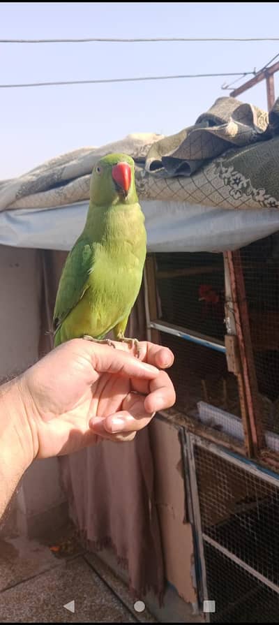 ring neck hand tammed