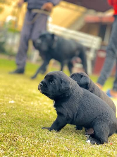 Cane corso 03234696626