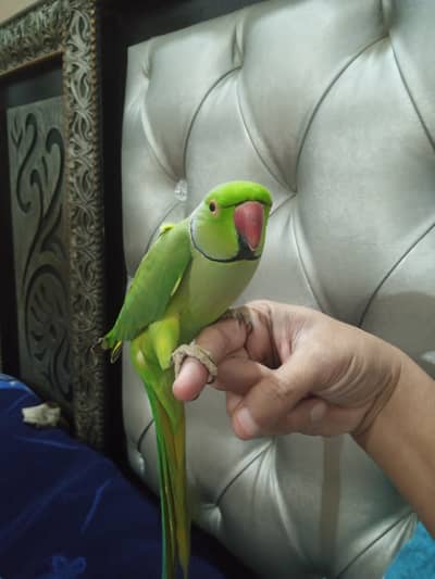 Green Parrot