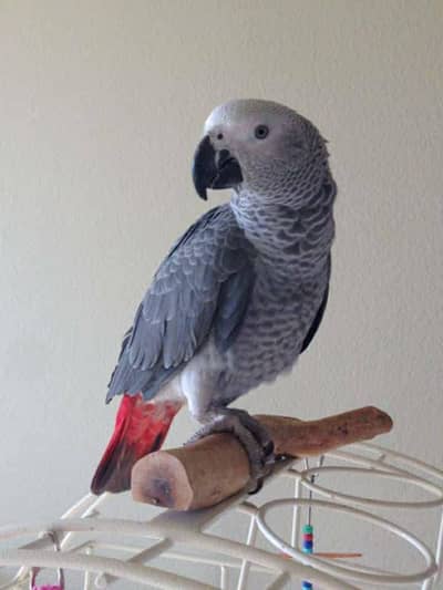 African grey parrot for sale 0345/0075/589