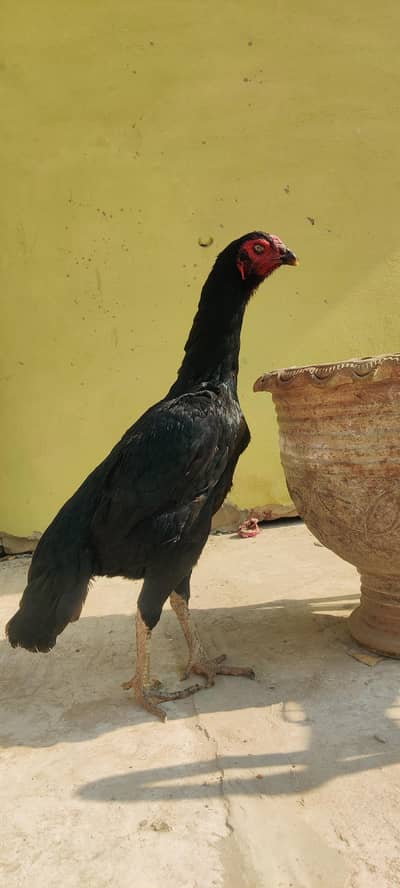 Shamo / Black / King / Pure Blood line / Shamoo / Aseel / Asel / murga