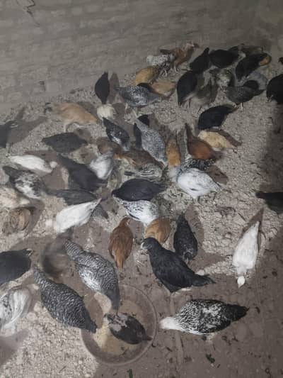 Golden misri chick 1000 rs per kg