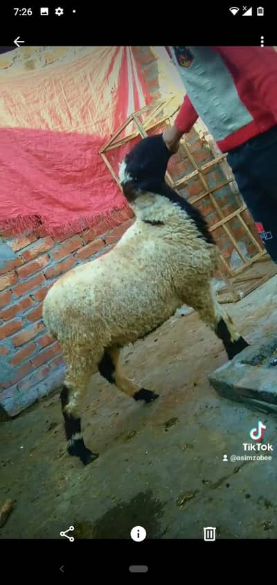 sheep soony me 10 din lati hy