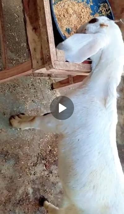 white goat 2 months ghabn