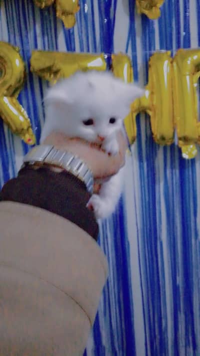 2 Core White Persian