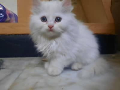 sweet and playful cats needing a forever family