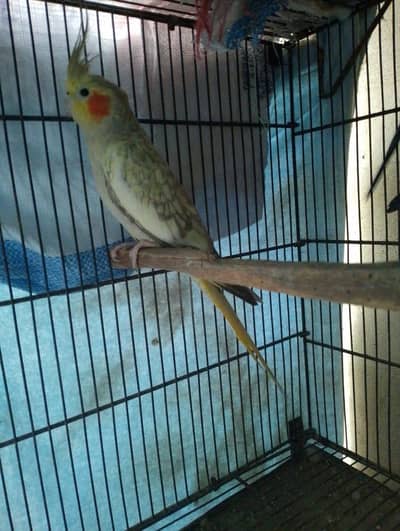 exhibition cocktail pair for sale mashallah in jumbo size