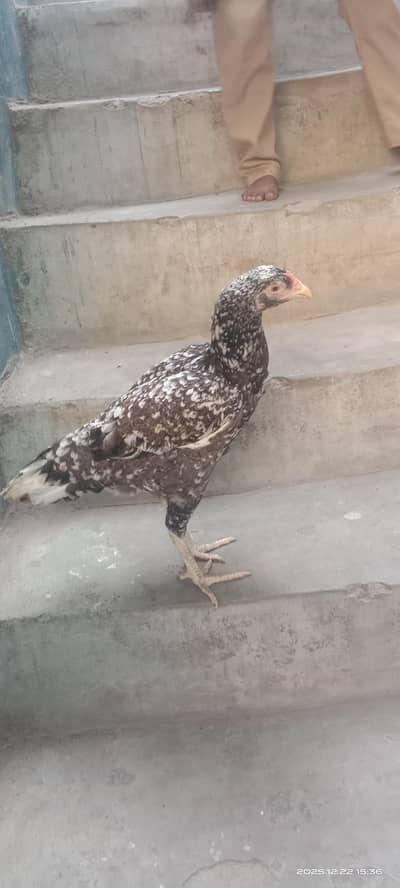 aseel murgi for sale high quality