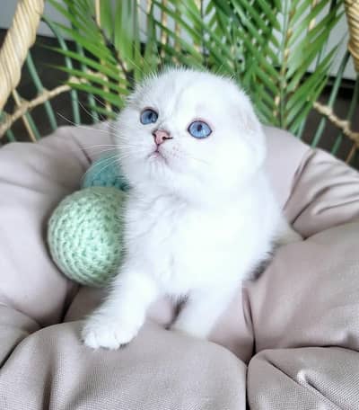 Scottish fold kitten