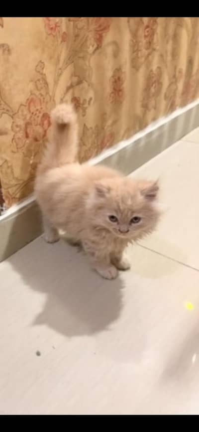 Persian kitten Fully Liter trained Ultra play