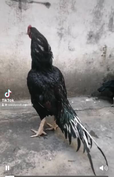 Aseel lasani male forsale 03158673852