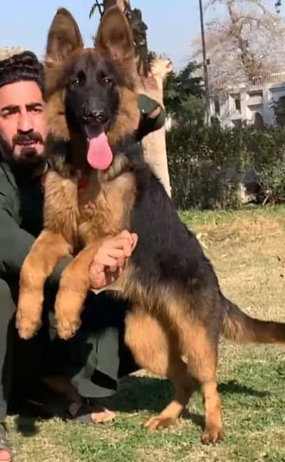 German shepherd long coat male for sale