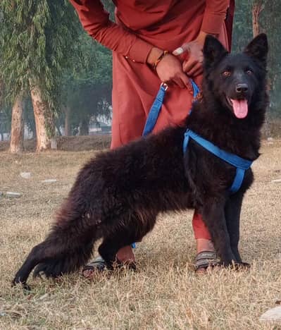 black Shepherd female 8 months for sale