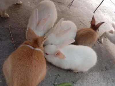 fancy rabbits baby pair for sale 03224186572