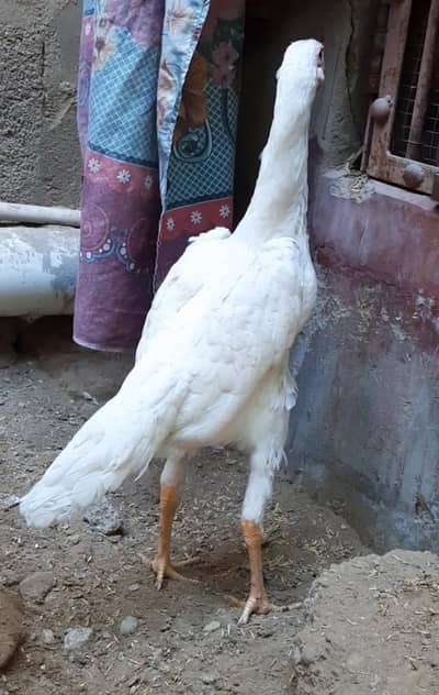 Japanese White king shamo female for Sale