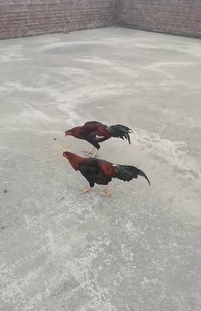 Thai murga murgiya eggs available 03204627322