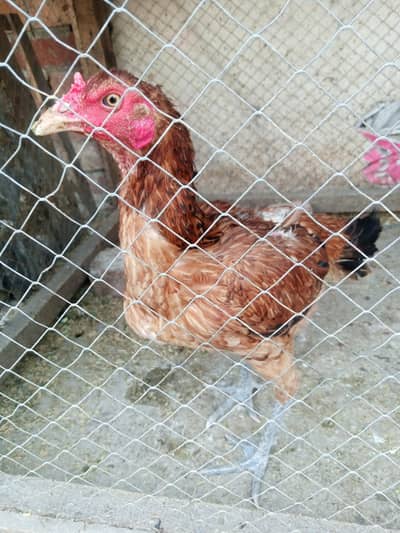 thai caras murgi 03209745706