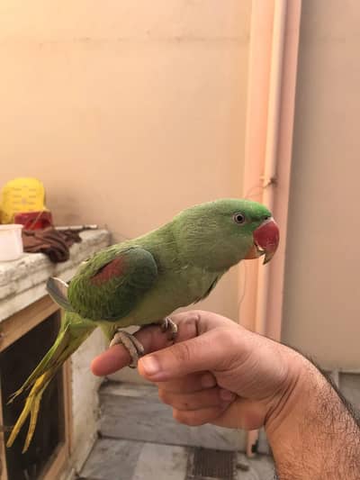 phayri raw parrot
