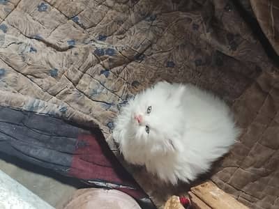 BLUE EYES PUNCH FACE KITTEN