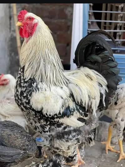 bharama yung male behtreen hai