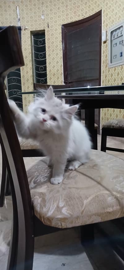 blue eyes,triple coated persian kitten