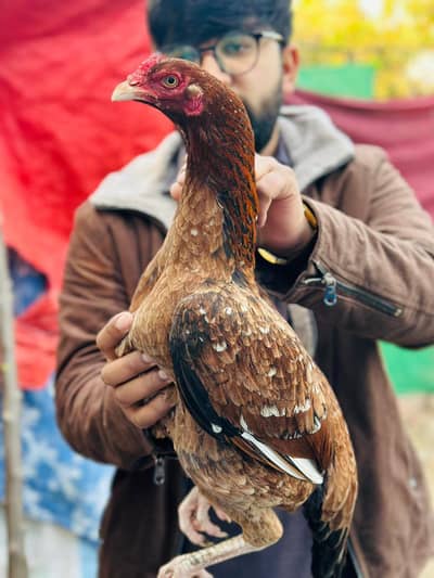 High quality patthyain for sale