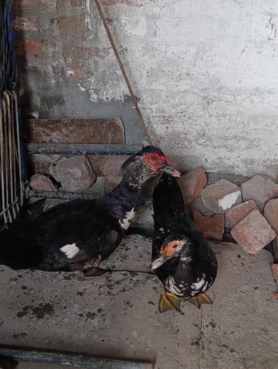 Muscovy duck breeder pair