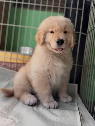 Golden Retriever Pedigree Male Puppy