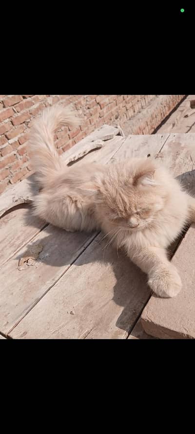 Persian cat